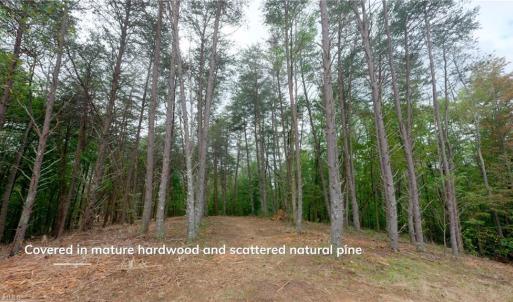 Photo #24 of 1580 Seven Island, Danbury, NC 37.4 acres