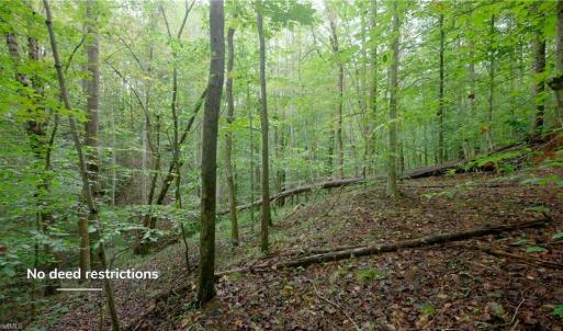 Photo #23 of 1582 Seven Island, Danbury, NC 20.8 acres