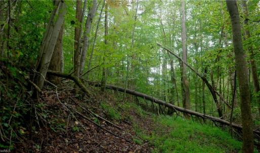 Photo #20 of 1582 Seven Island, Danbury, NC 20.8 acres