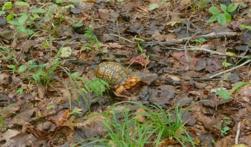 Photo #14 of 1582 Seven Island, Danbury, NC 20.8 acres