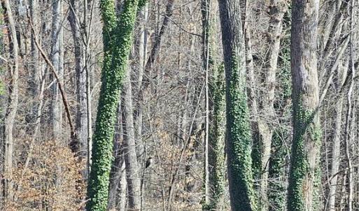 Photo #14 of 4530 Peeples, Oak Ridge, NC 4.5 acres
