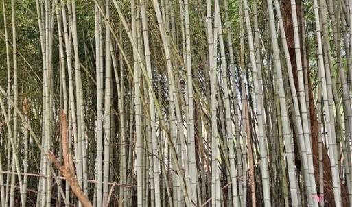 Photo #8 of 4530 Peeples, Oak Ridge, NC 4.5 acres