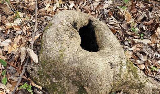 Photo #18 of 4530 Peeples, Oak Ridge, NC 4.5 acres