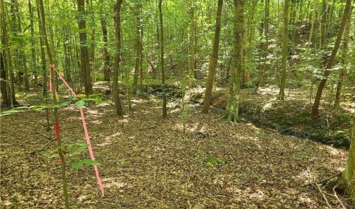 Photo #11 of Grassy Knob, Pilot Mountain, NC 47.0 acres