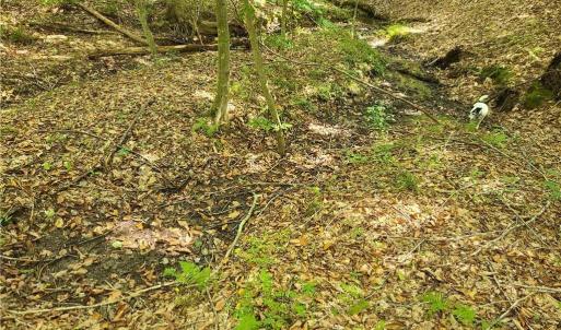 Photo #4 of Grassy Knob, Pilot Mountain, NC 47.0 acres