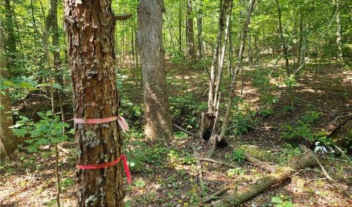 Photo #8 of Grassy Knob, Pilot Mountain, NC 47.0 acres