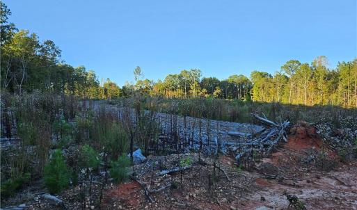 Photo #19 of Grassy Knob, Pilot Mountain, NC 47.0 acres