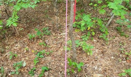 Photo #13 of Grassy Knob, Pilot Mountain, NC 25.0 acres