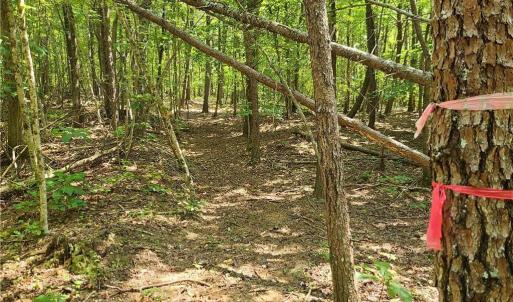 Photo #12 of Grassy Knob, Pilot Mountain, NC 25.0 acres