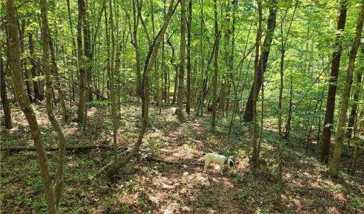 Photo #9 of Grassy Knob, Pilot Mountain, NC 25.0 acres