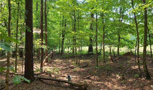 Photo #18 of Grassy Knob, Pilot Mountain, NC 25.0 acres