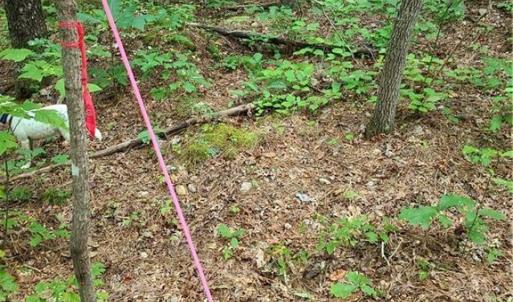 Photo #15 of Grassy Knob, Pilot Mountain, NC 25.0 acres