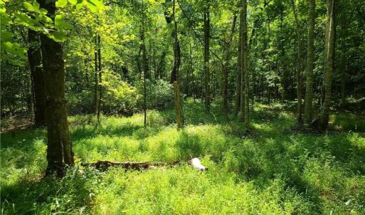 Photo #11 of Grassy Knob, Pilot Mountain, NC 25.0 acres