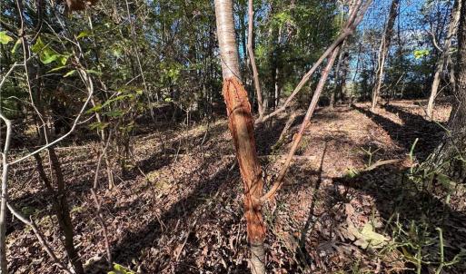 Photo #47 of Stewart, Ruffin, NC 88.0 acres