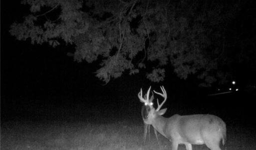 Photo #9 of Stewart, Ruffin, NC 88.0 acres