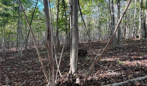 Photo #41 of Stewart, Ruffin, NC 88.0 acres