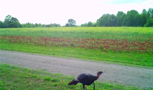 Photo #19 of Stewart, Ruffin, NC 88.0 acres