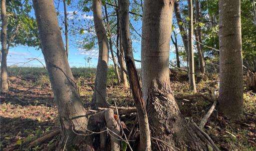 Photo #42 of Stewart, Ruffin, NC 88.0 acres