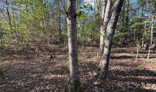 Photo #46 of Stewart, Ruffin, NC 88.0 acres