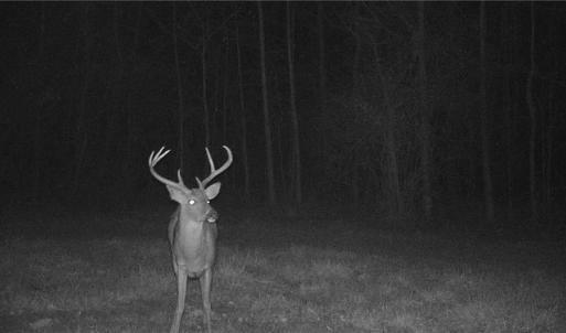 Photo #13 of Stewart, Ruffin, NC 88.0 acres