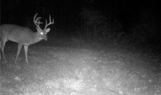 Photo #17 of Stewart, Ruffin, NC 88.0 acres