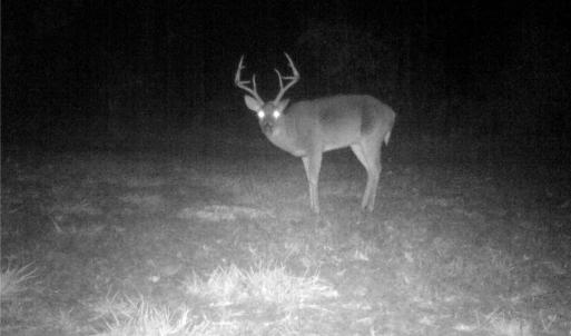 Photo #16 of Stewart, Ruffin, NC 88.0 acres