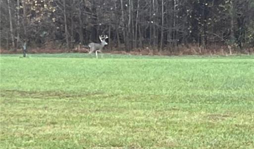 Photo #12 of Stewart, Ruffin, NC 88.0 acres