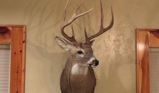 Photo #20 of Stewart, Ruffin, NC 88.0 acres