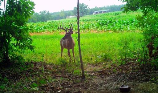 Photo #10 of Stewart, Ruffin, NC 88.0 acres