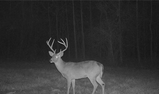 Photo #14 of Stewart, Ruffin, NC 88.0 acres