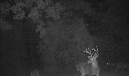 Photo #18 of Stewart, Ruffin, NC 88.0 acres