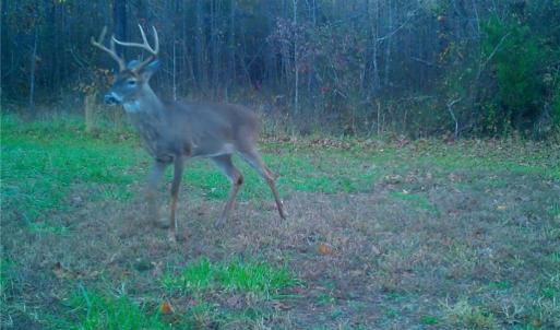 Photo #15 of Stewart, Ruffin, NC 88.0 acres