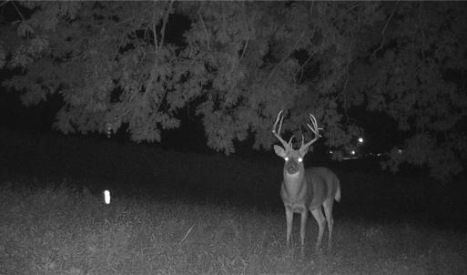 Photo #11 of Stewart, Ruffin, NC 88.0 acres