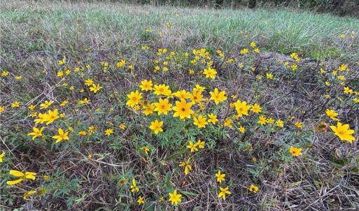 Photo #44 of Stewart, Ruffin, NC 88.0 acres