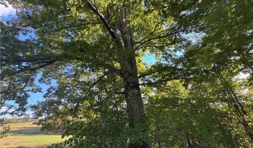 Photo #40 of Stewart, Ruffin, NC 88.0 acres