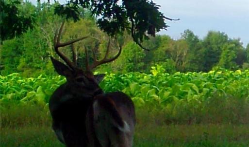 Photo #8 of Stewart, Ruffin, NC 88.0 acres