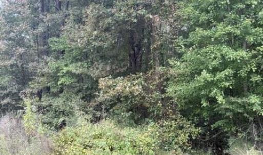 Photo #4 of Greensboro Chapel Hill, Liberty, NC 12.9 acres