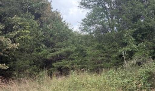 Photo #5 of Greensboro Chapel Hill, Liberty, NC 12.9 acres