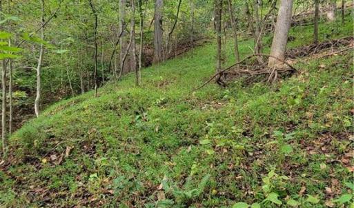 The Woods Road going down to the Dan River