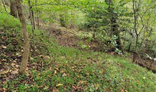 The Woods road going down to the Dan River