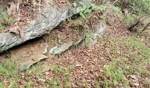 A Rock Outcrop on the Old Path at the Dan River
