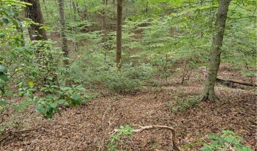 Big Open Woods