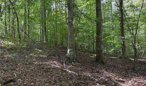 Photo #10 of 457 Zeb Ferguson, Siler City, NC 5.5 acres