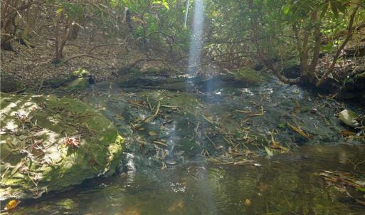 Photo #32 of 1751 Flat Rock, Pinnacle, NC 40.7 acres