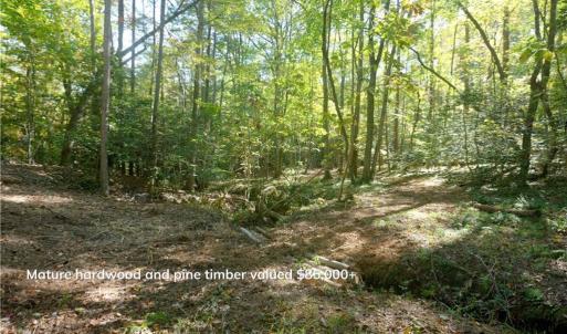 Photo #24 of 1751 Flat Rock, Pinnacle, NC 40.7 acres