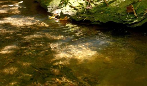 Photo #30 of 1751 Flat Rock, Pinnacle, NC 40.7 acres