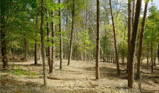 Photo #14 of 1751 Flat Rock, Pinnacle, NC 40.7 acres