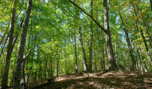 Photo #41 of 1751 Flat Rock, Pinnacle, NC 40.7 acres