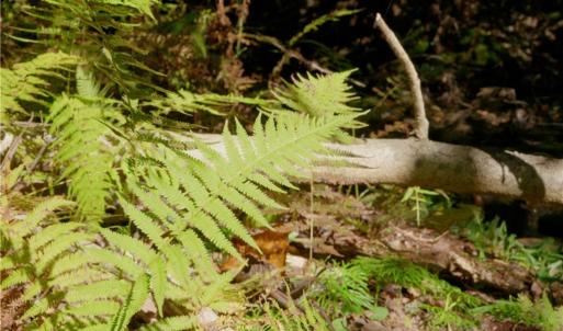 Photo #11 of 1751 Flat Rock, Pinnacle, NC 40.7 acres