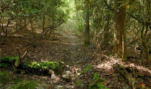 Photo #35 of 1751 Flat Rock, Pinnacle, NC 40.7 acres